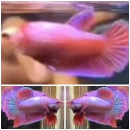Pair Pink Aurora