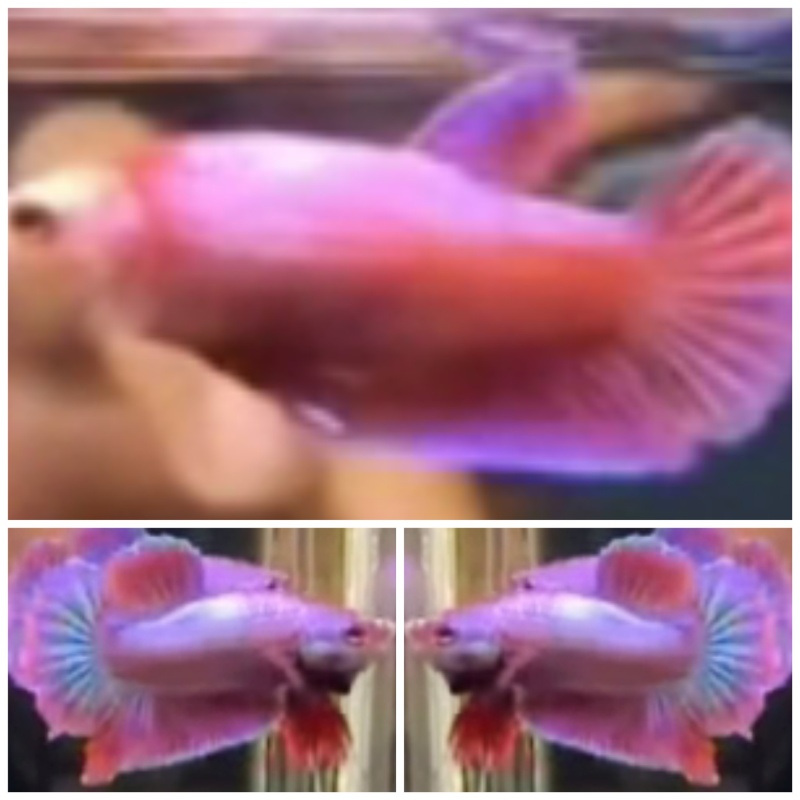 Pair Pink Aurora