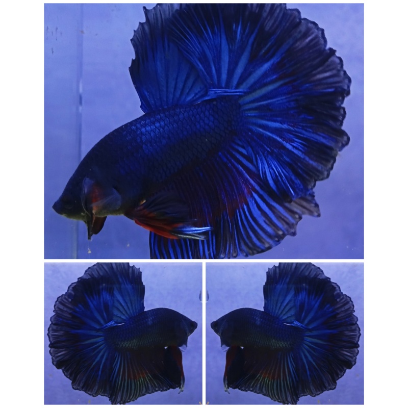 Blue Rosetail