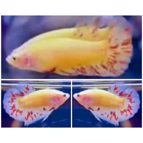 Pair Yellow Vandas