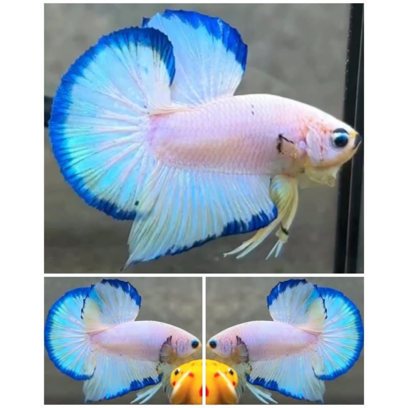 White Scale Show Class