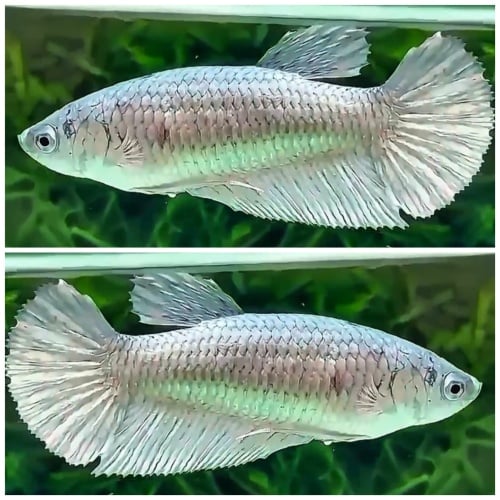 Female White Copper