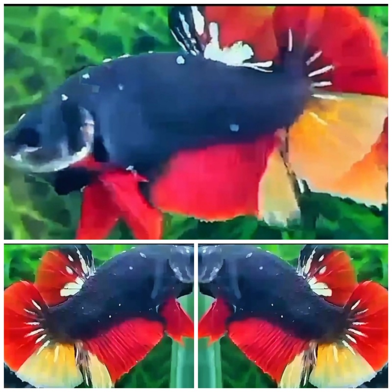 Black Nemo