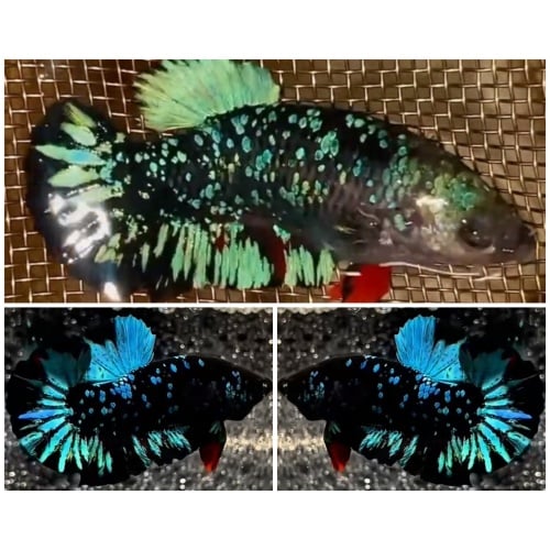 Pair Avatar Green
