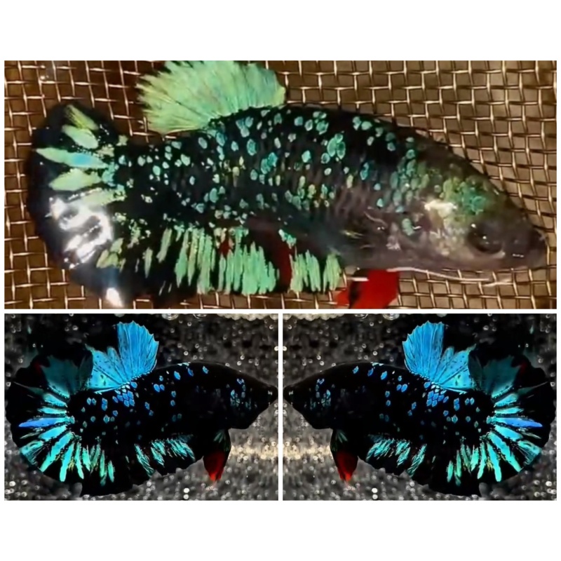 Pair Avatar Green
