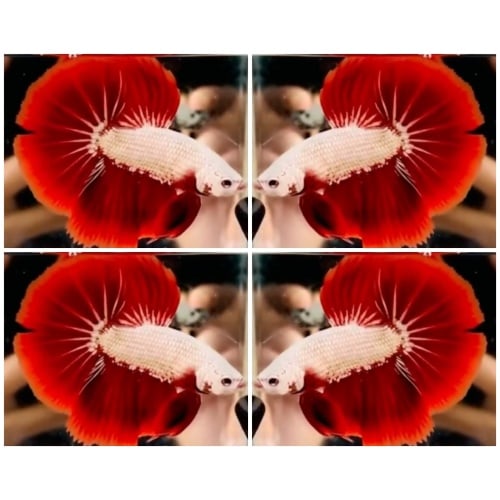 Red Dragon