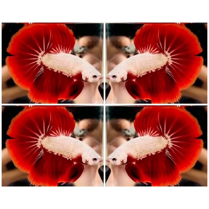 Red Dragon