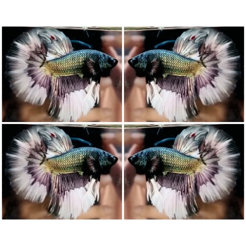 Copper Butterfly