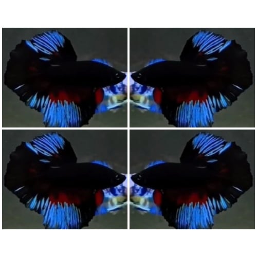 Blue Black Light