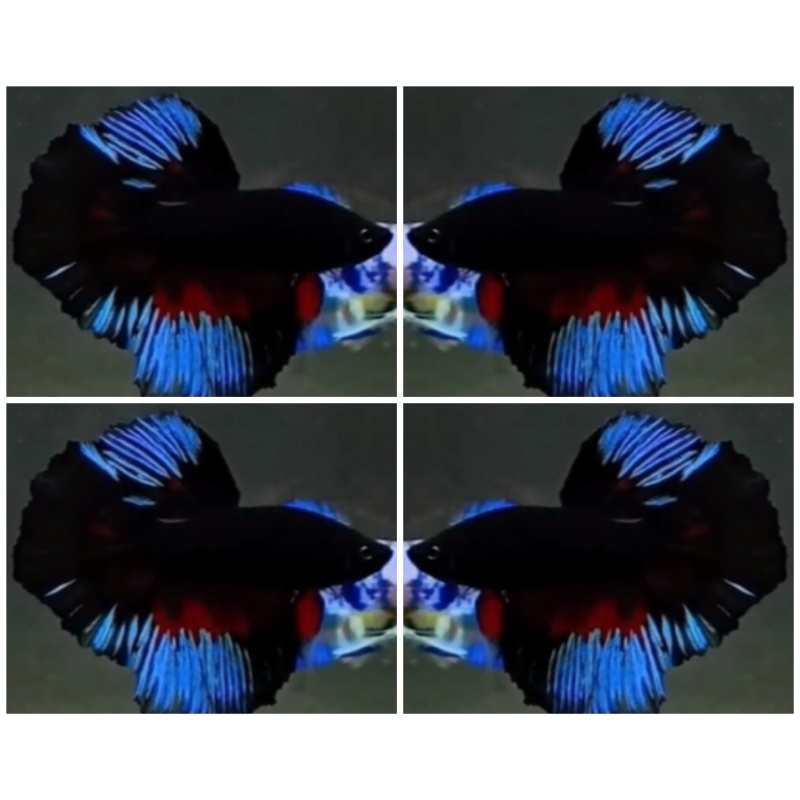 Blue Black Light