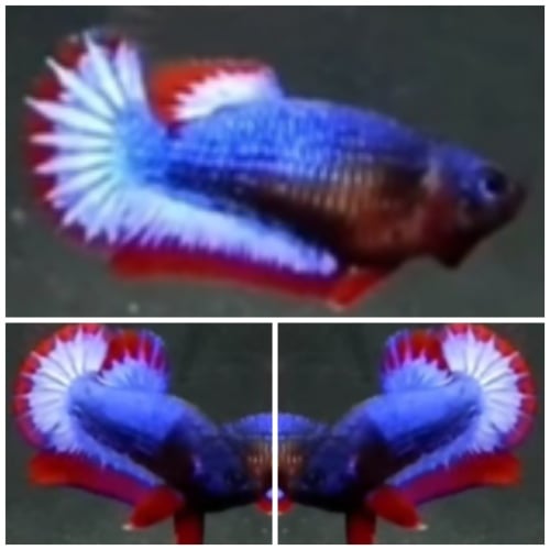 Pair Warochai