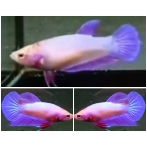 Young Pair Pinky Purple Aurora