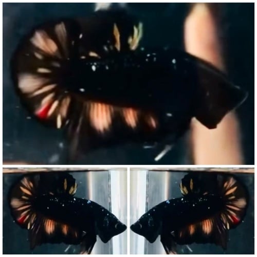 Young Black Variation