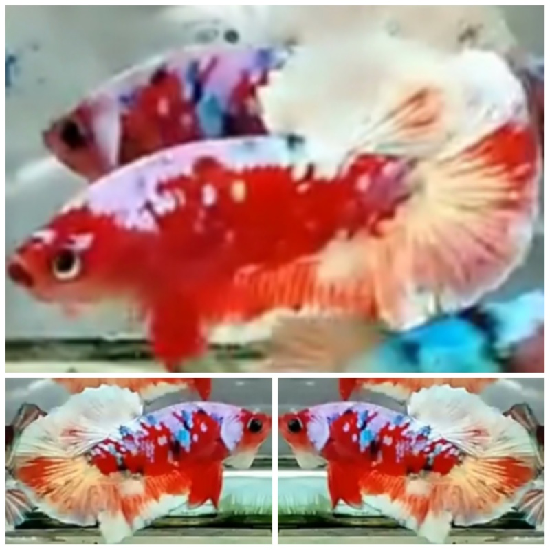 Red Barongsai