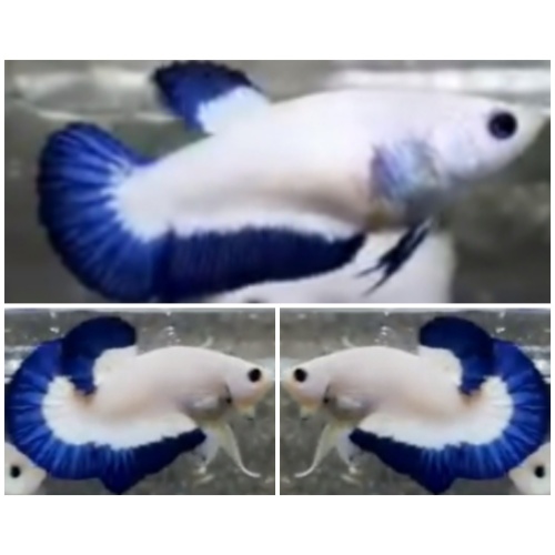 Pair Blue Rim
