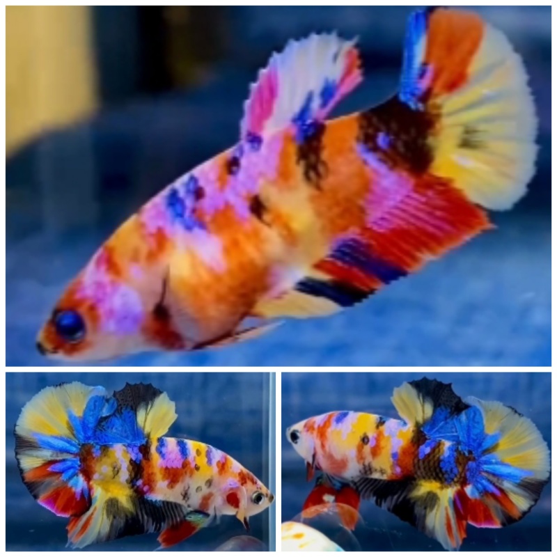 Pair Yellow Base Multicolour