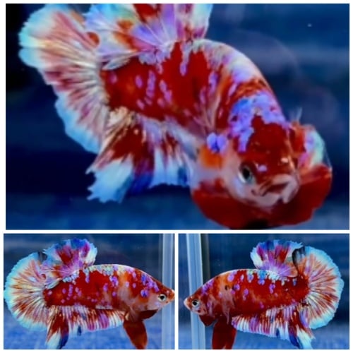 Red Barongsai