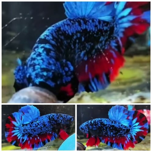 Avatar Gordon #2