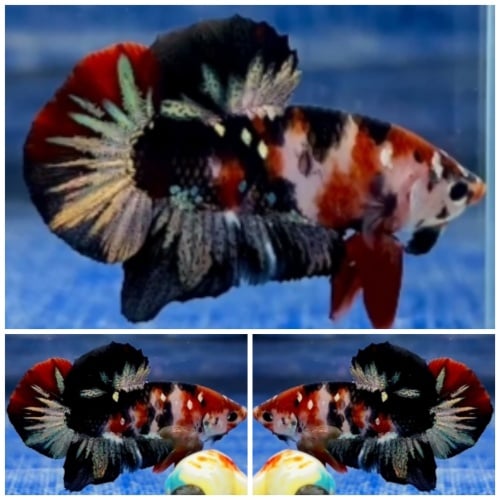 Black Koi Copper