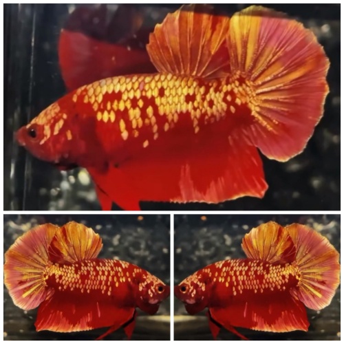 Top Red Gold Galaxy