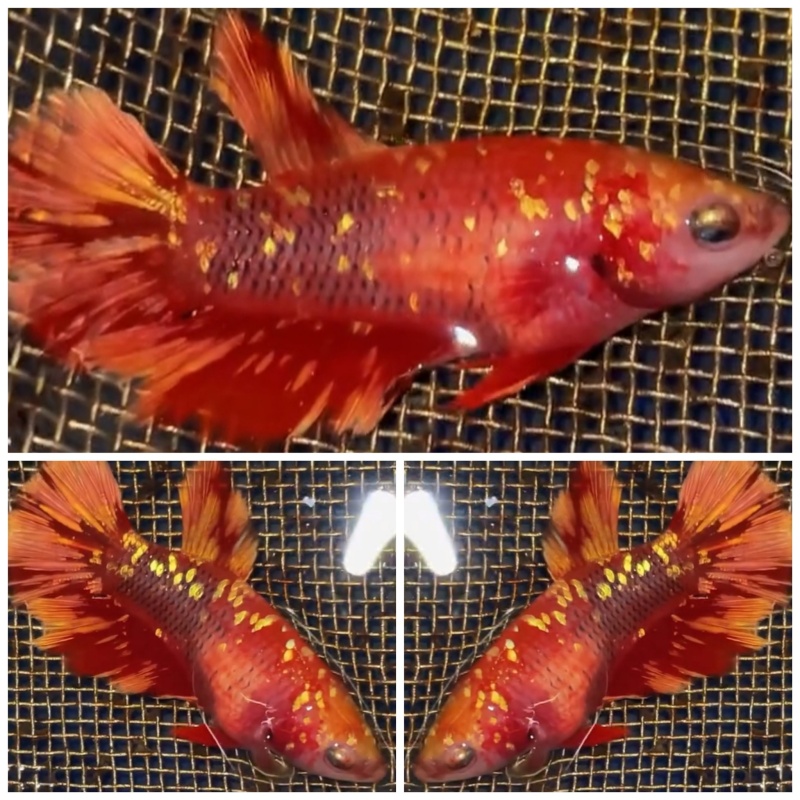 Female Red Gold Galaxy