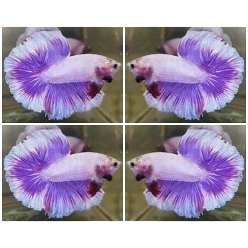Halfmoon Rosetail #3