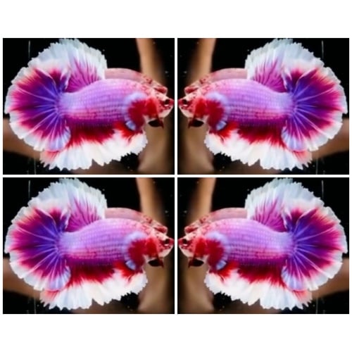Halfmoon Rosetail #2