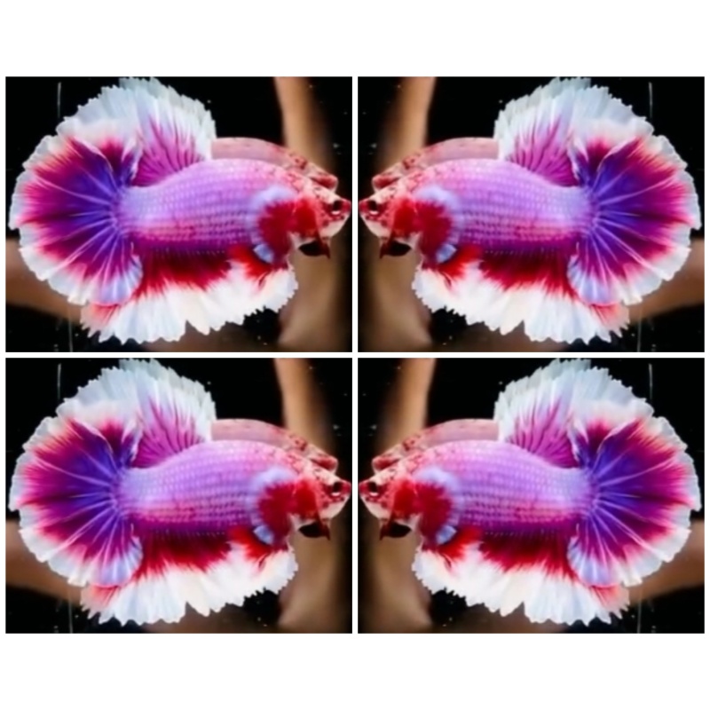 Halfmoon Rosetail #2