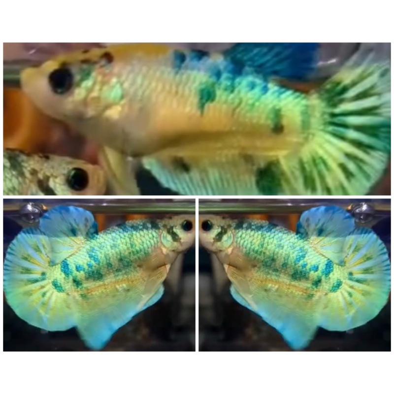 Pair Green metalic Gold