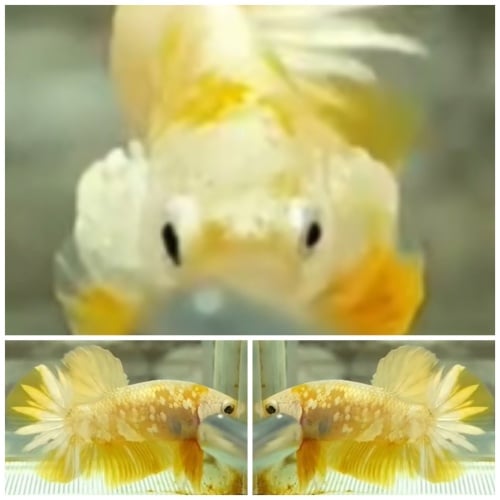 Yellow Pearly