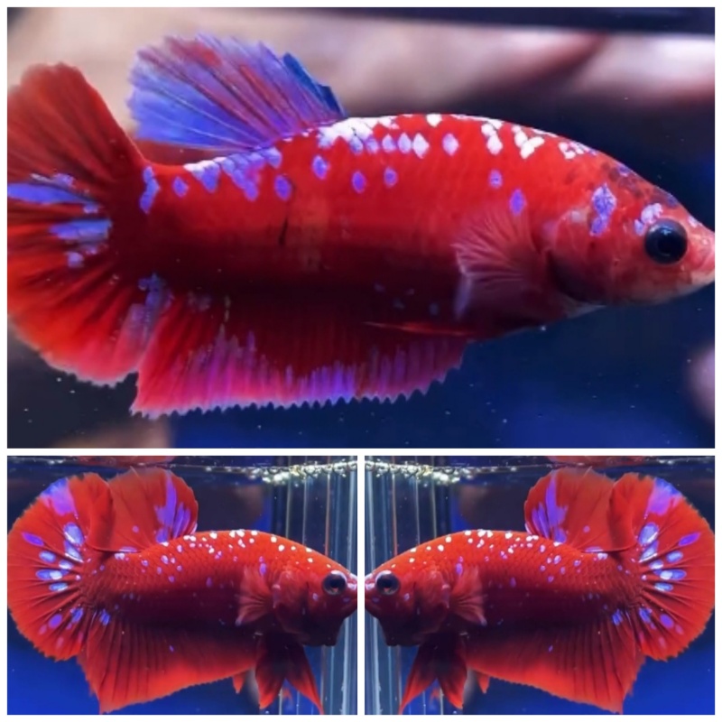 Pair Red Purple Galaxy