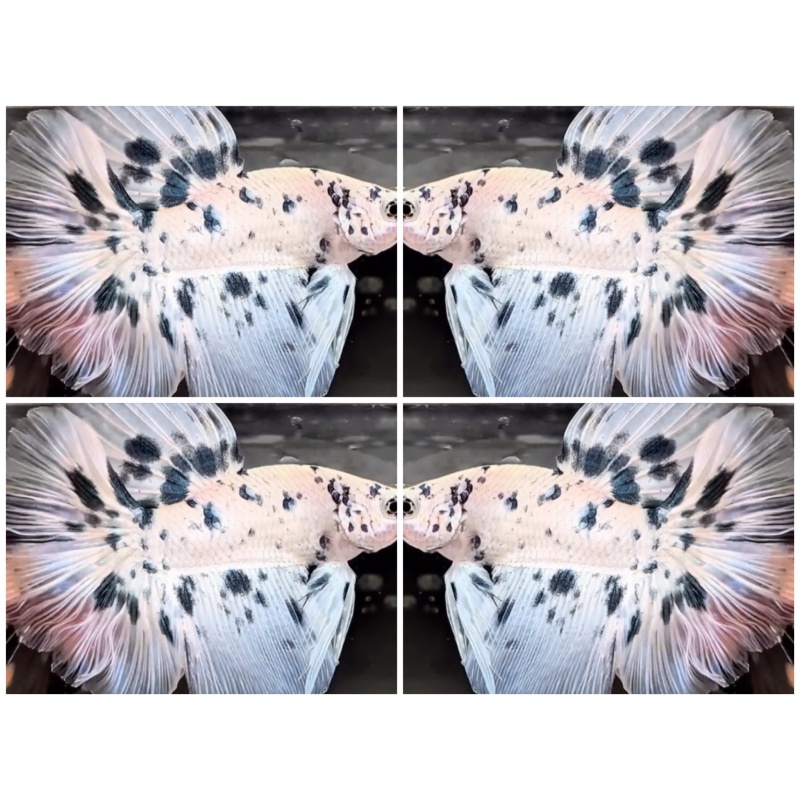 Halfmoon DOT dot