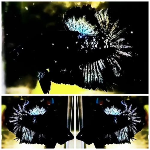 Young Black Star Galaxy