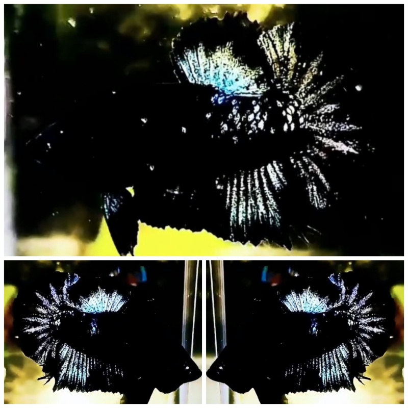 Young Black Star Galaxy