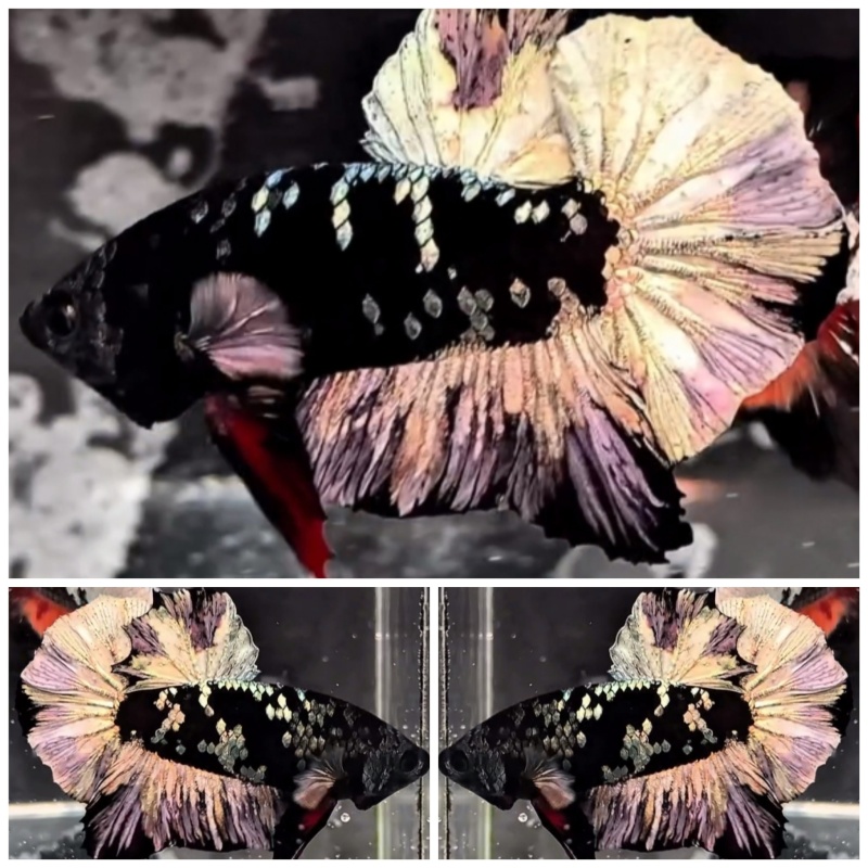Avatar Copper