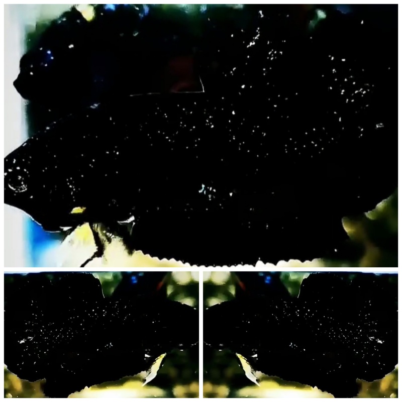 Young Black Stardust