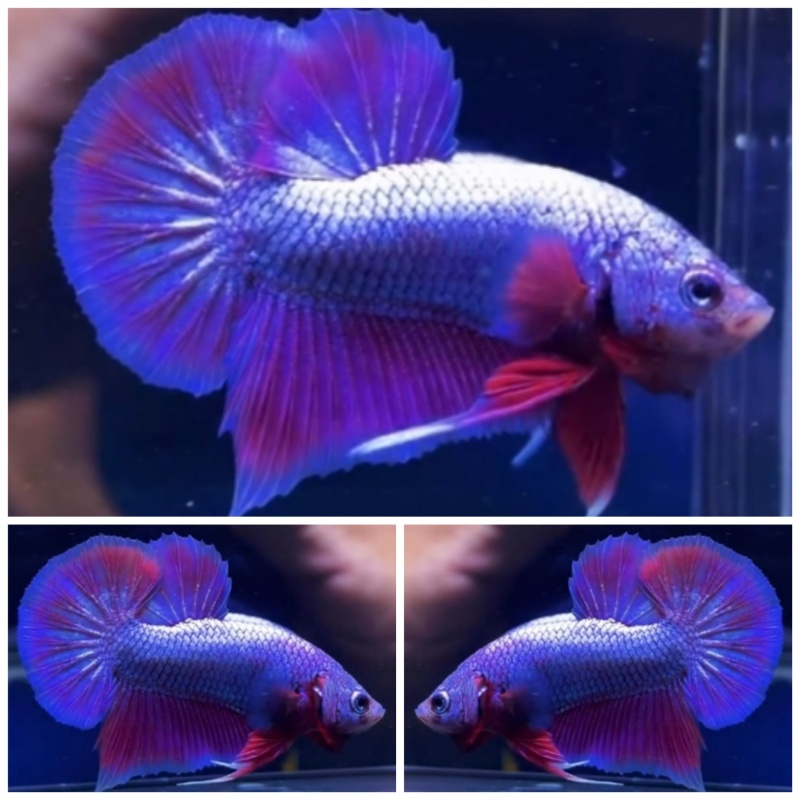 Pink Violet Aurora #1