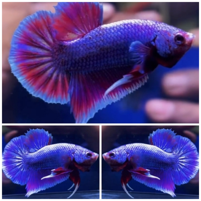 Pink Violet Aurora #2
