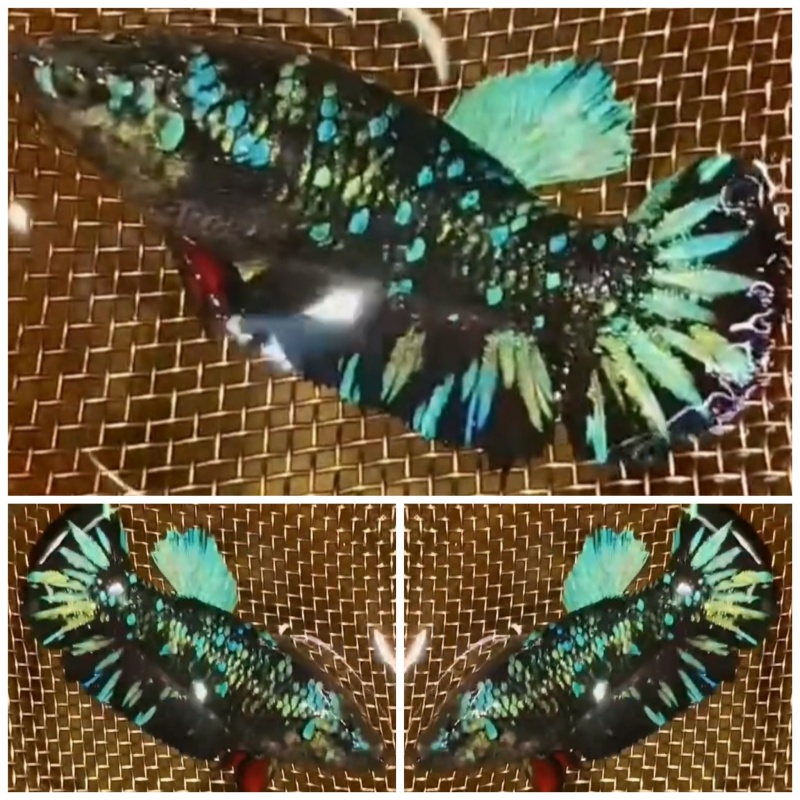 Female Avatar Glitter