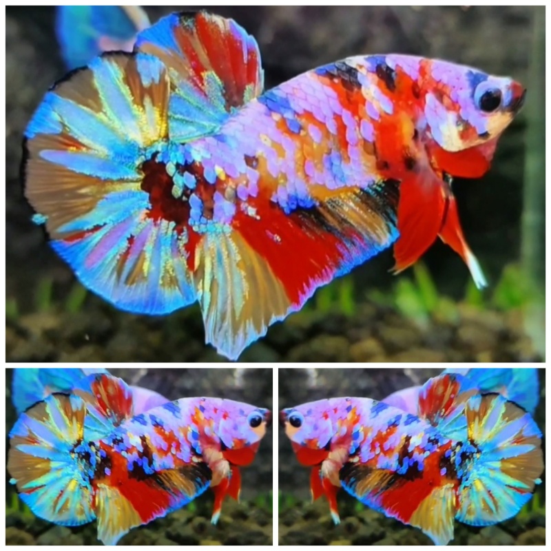Sweet Multicolour #2