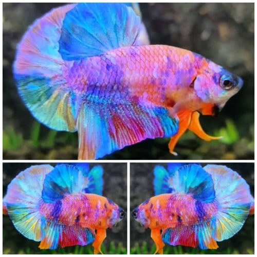 Sweet Multicolour #3