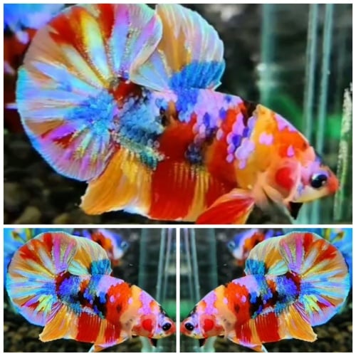 Sweet Multicolour #1