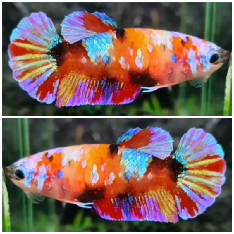 Female Multicolour #2