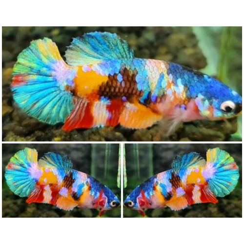 Female Multicolour #1