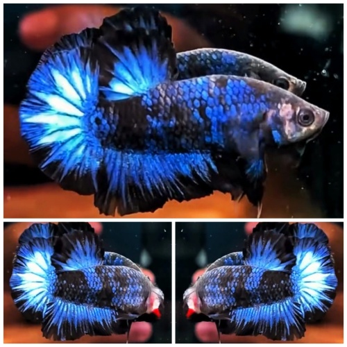 Blue Nebula