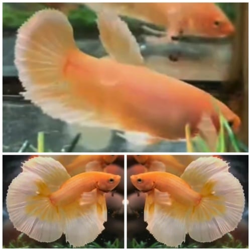 Pair Soft Gold Dumbo
