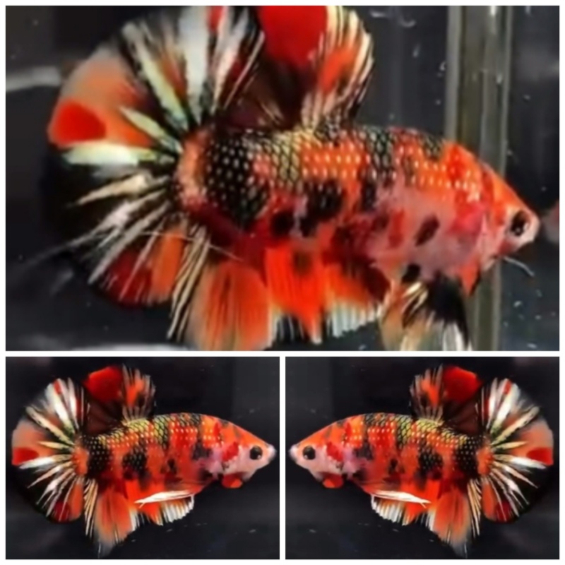 Top Nemo Copper