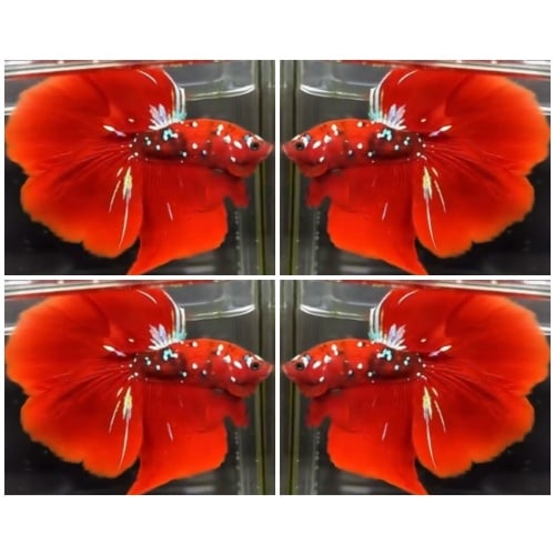 Red Koi Galaxy