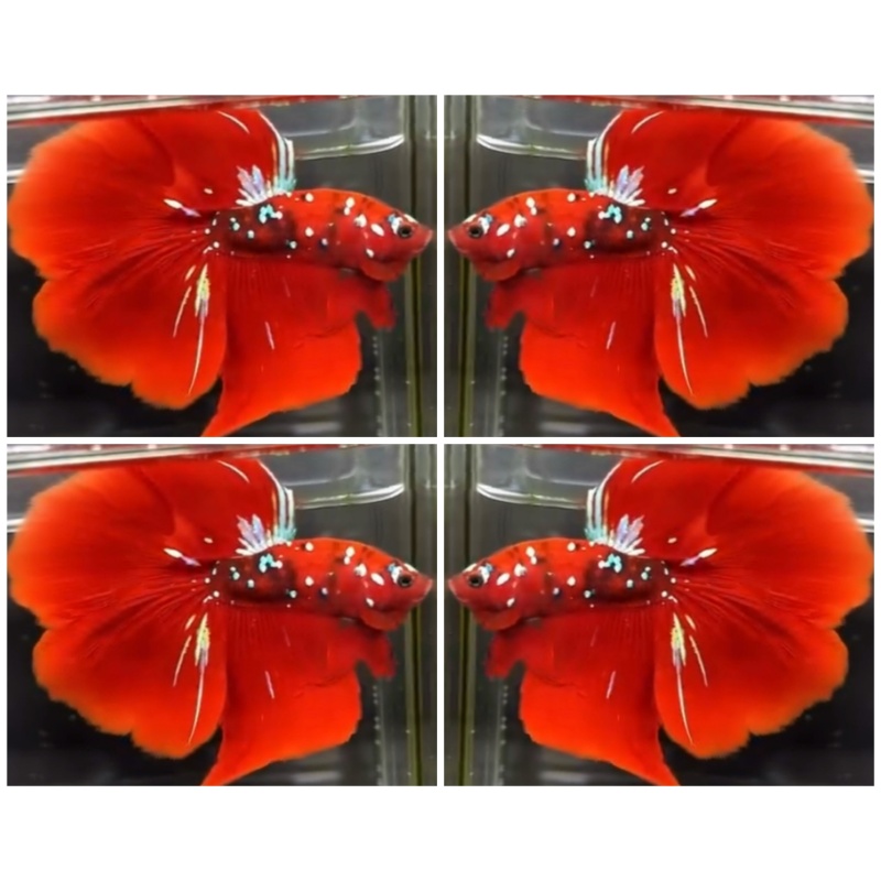Red Koi Galaxy
