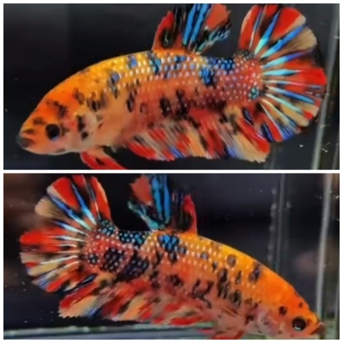 Female Giant Multicolour (5,5cm)
